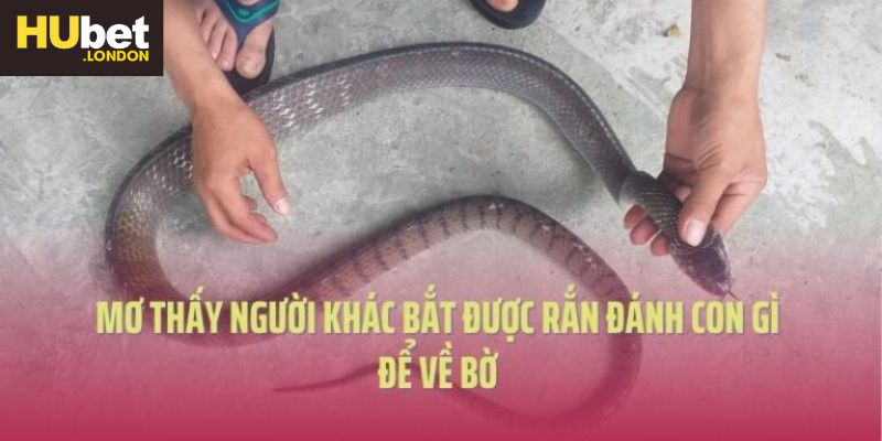 Mơ thấy người khác bắt được rắn đánh con gì để về bờ