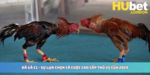 Đá Gà C1 – Sự Lựa Chọn Cá Cược Cao Cấp Thú Vị Của 2025