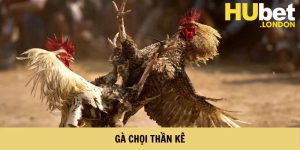 Gà Chọi Thần Kê – Tìm Hiểu Chiến Binh Bất Bại Cùng HUbet