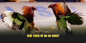 mẹo đoán gà thắng tại hubet